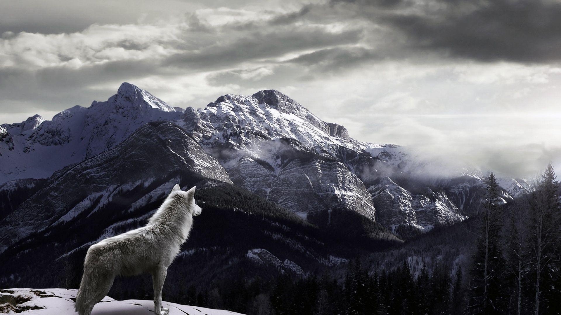 1920x1080 White Wolf Mountain Wallpaper HD. Wallpaper. Wolf, Desktop