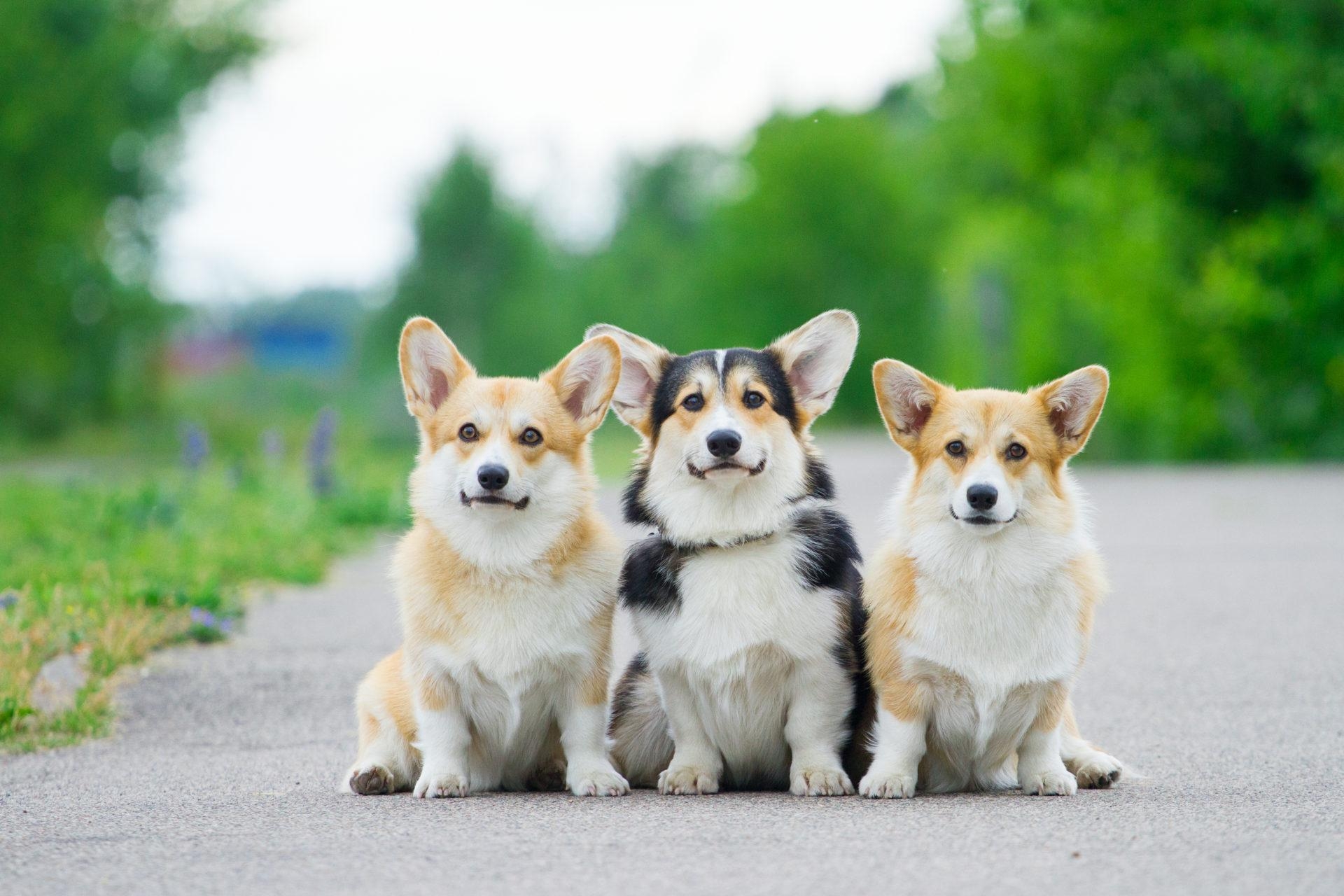 1920x1280 My Corgi Dog HD Wallpaper New Tab Theme, Desktop