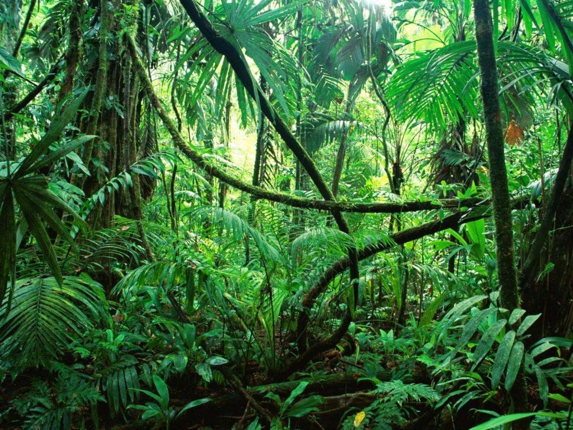 1160x870 Amazon Rainforest Wallpaper, Desktop