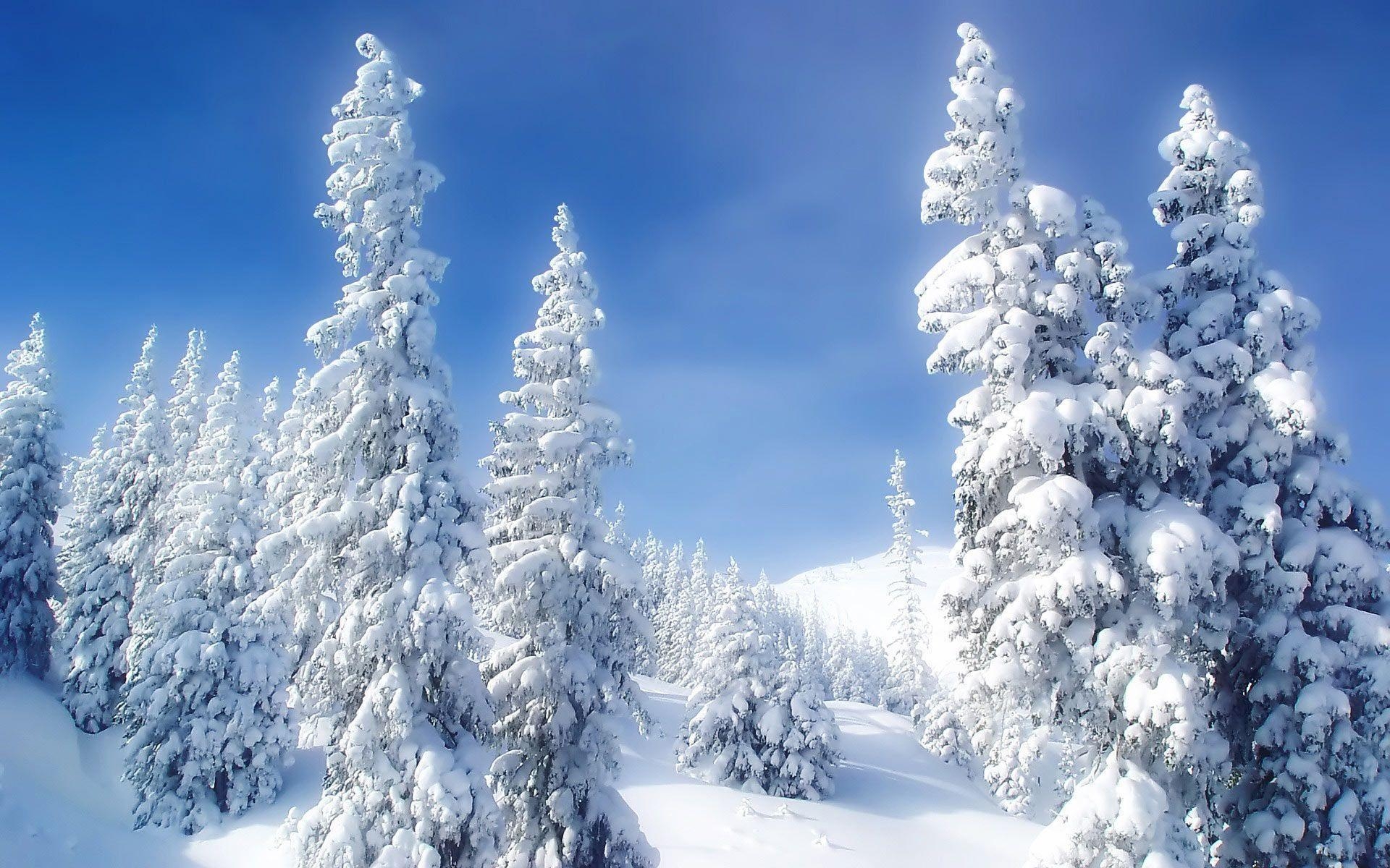 1920x1200 Mountain Snow Forest Computer Background Wallpaper. Background, Desktop