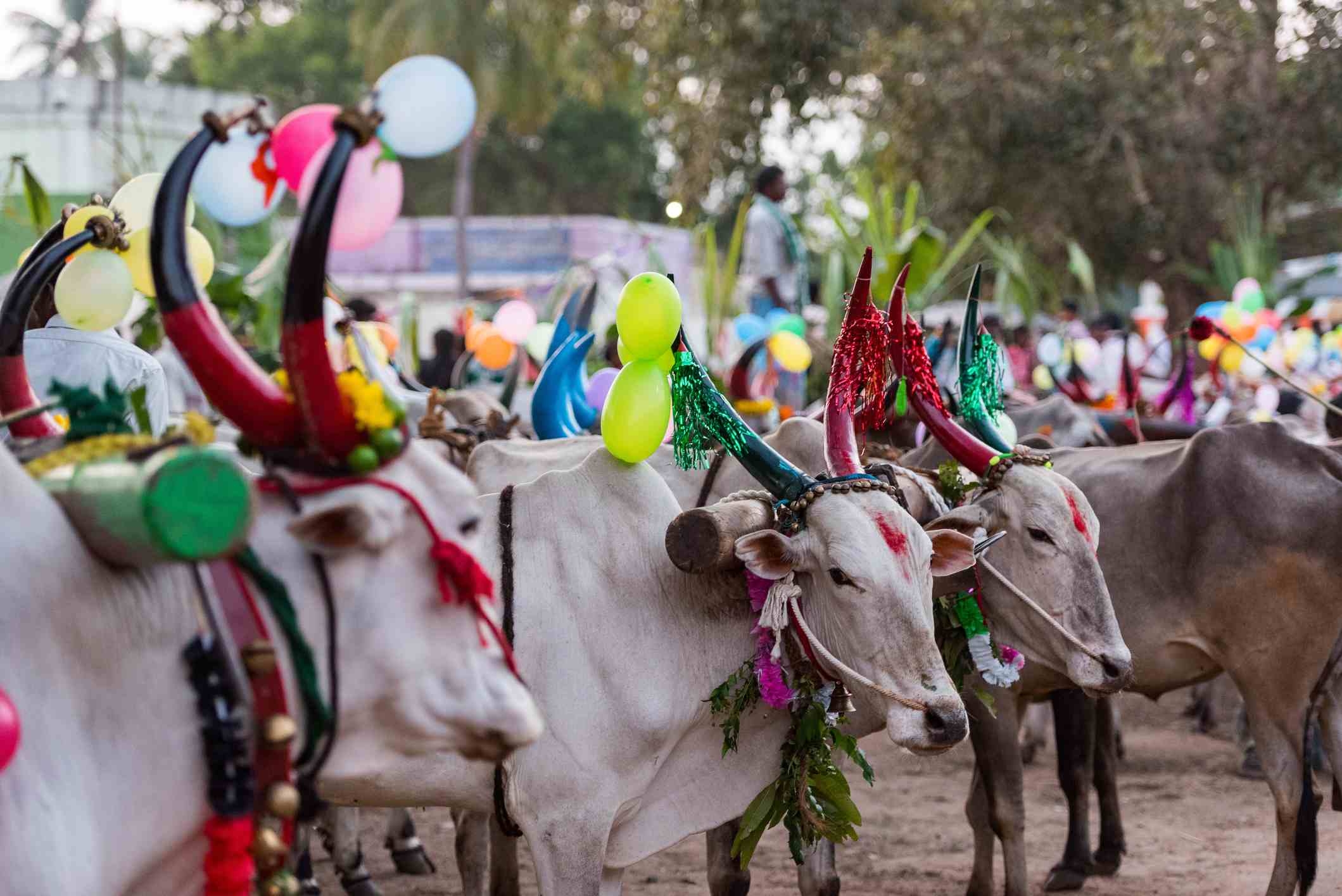 2120x1420 Photo Gallery: 13 Pongal Festival Picture in Tamil Nadu, Desktop