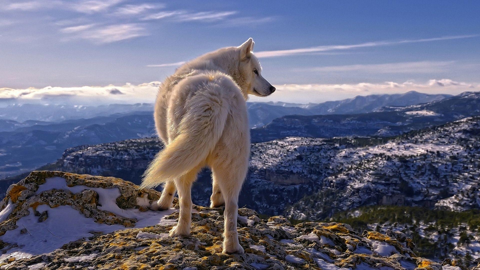 1920x1080 White Wolf HD Wallpaper. Download White Wolf Desktop HD Wallpaper, Desktop