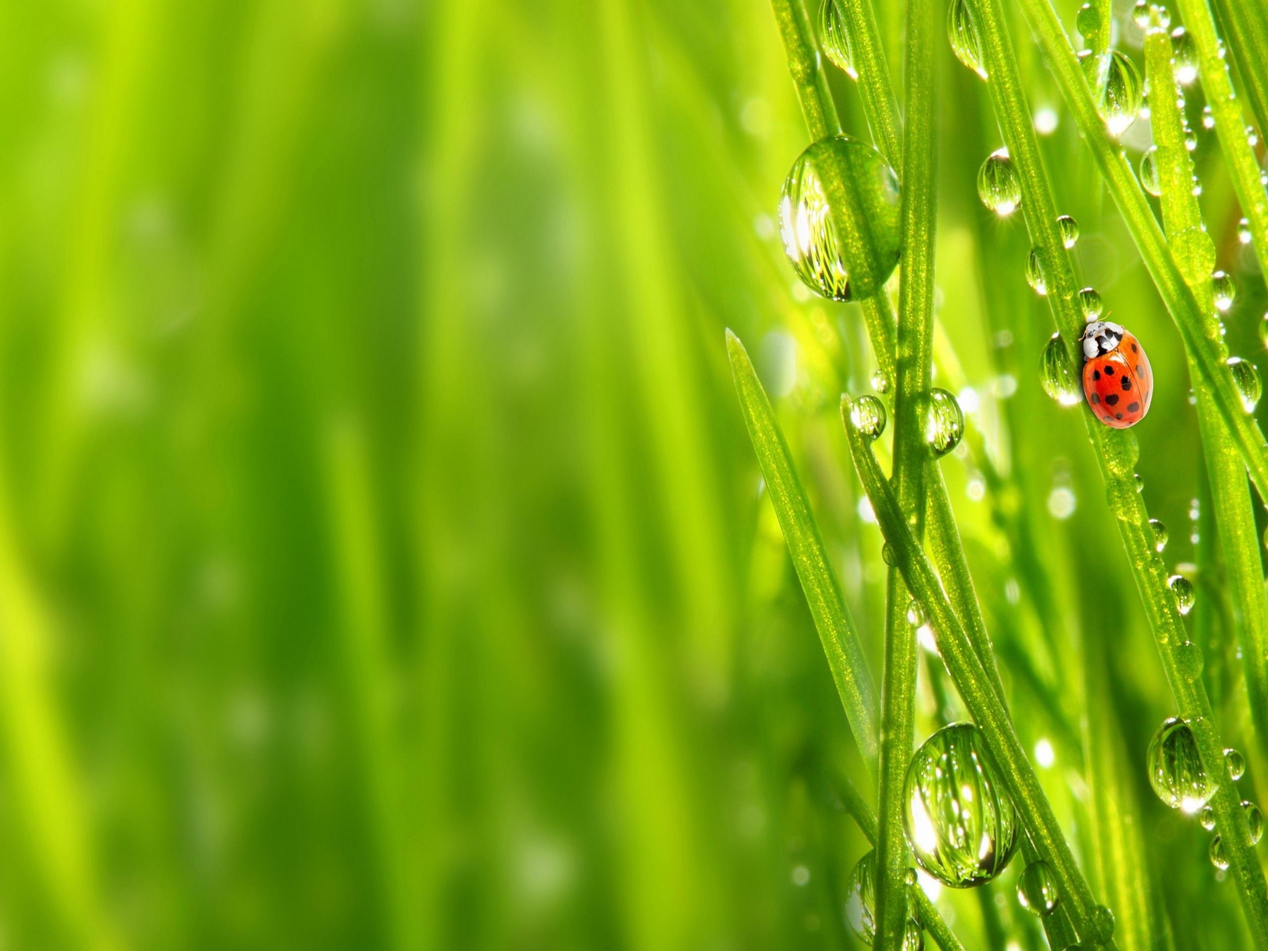 2560x1920 Grass Wallpaper High Resolution #POUP5UX, Desktop