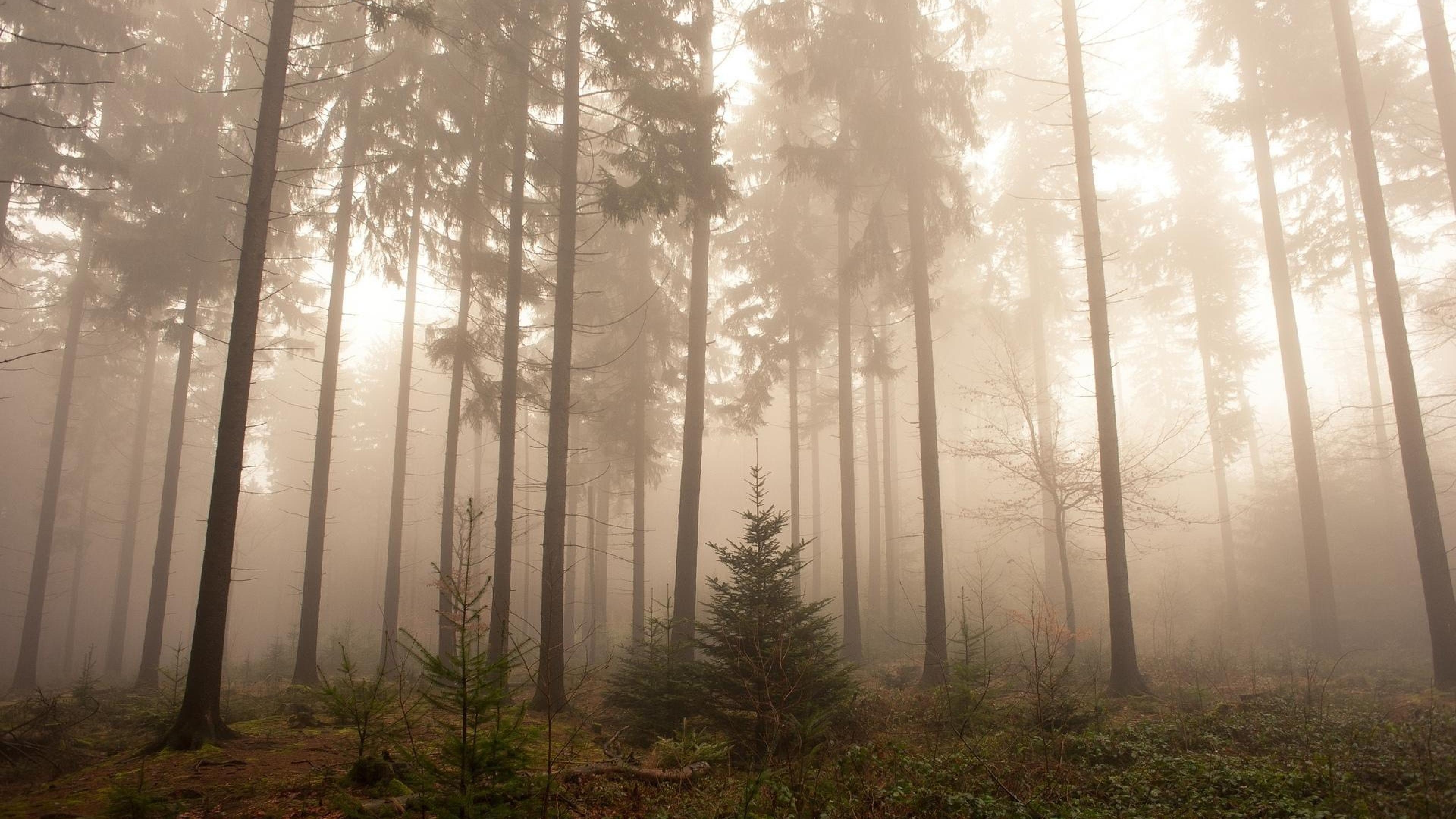 3840x2160 Foggy Forest Wallpaper HD, Desktop