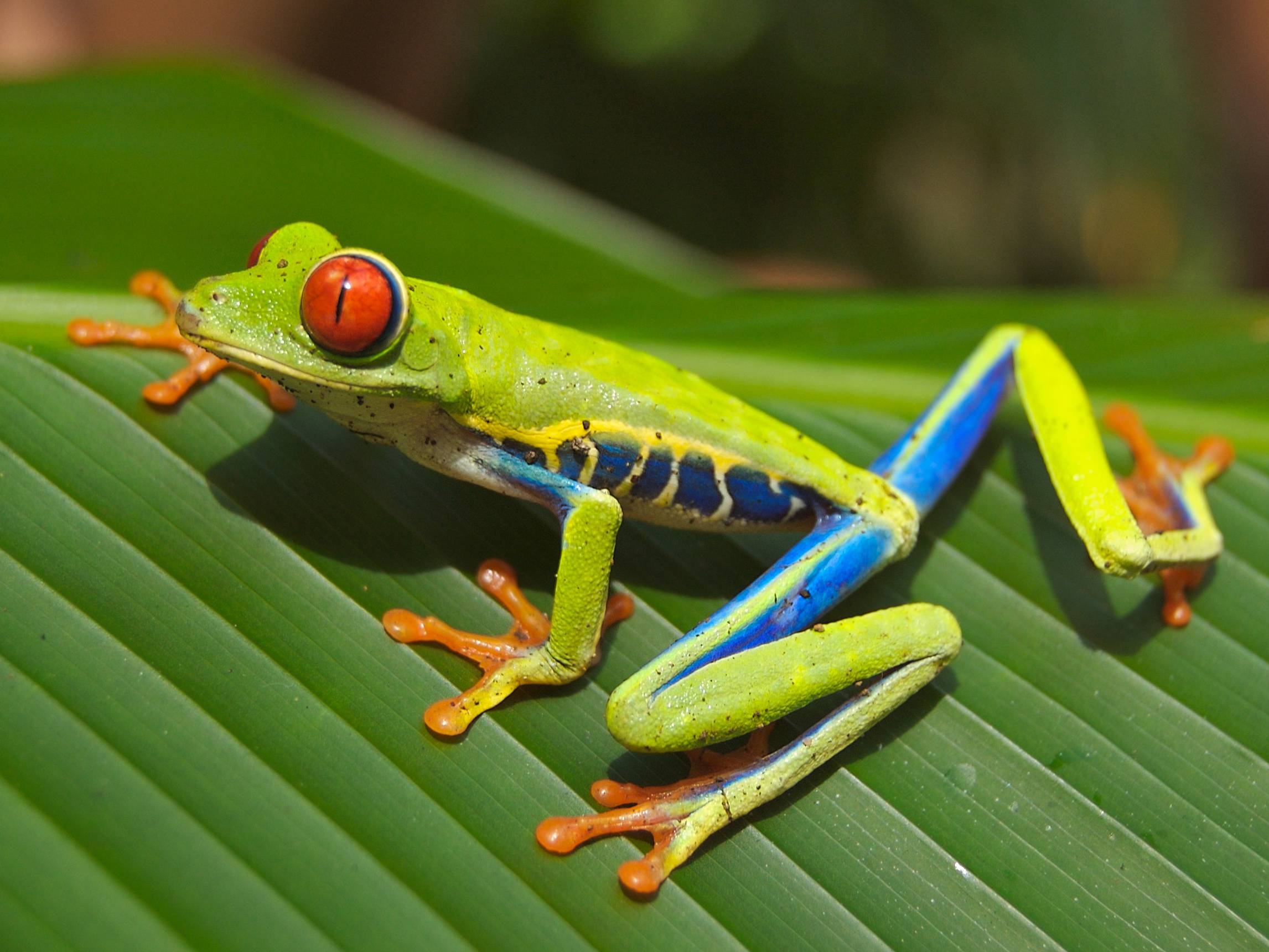 2300x1720 Tree Frog Wallpaper, Desktop