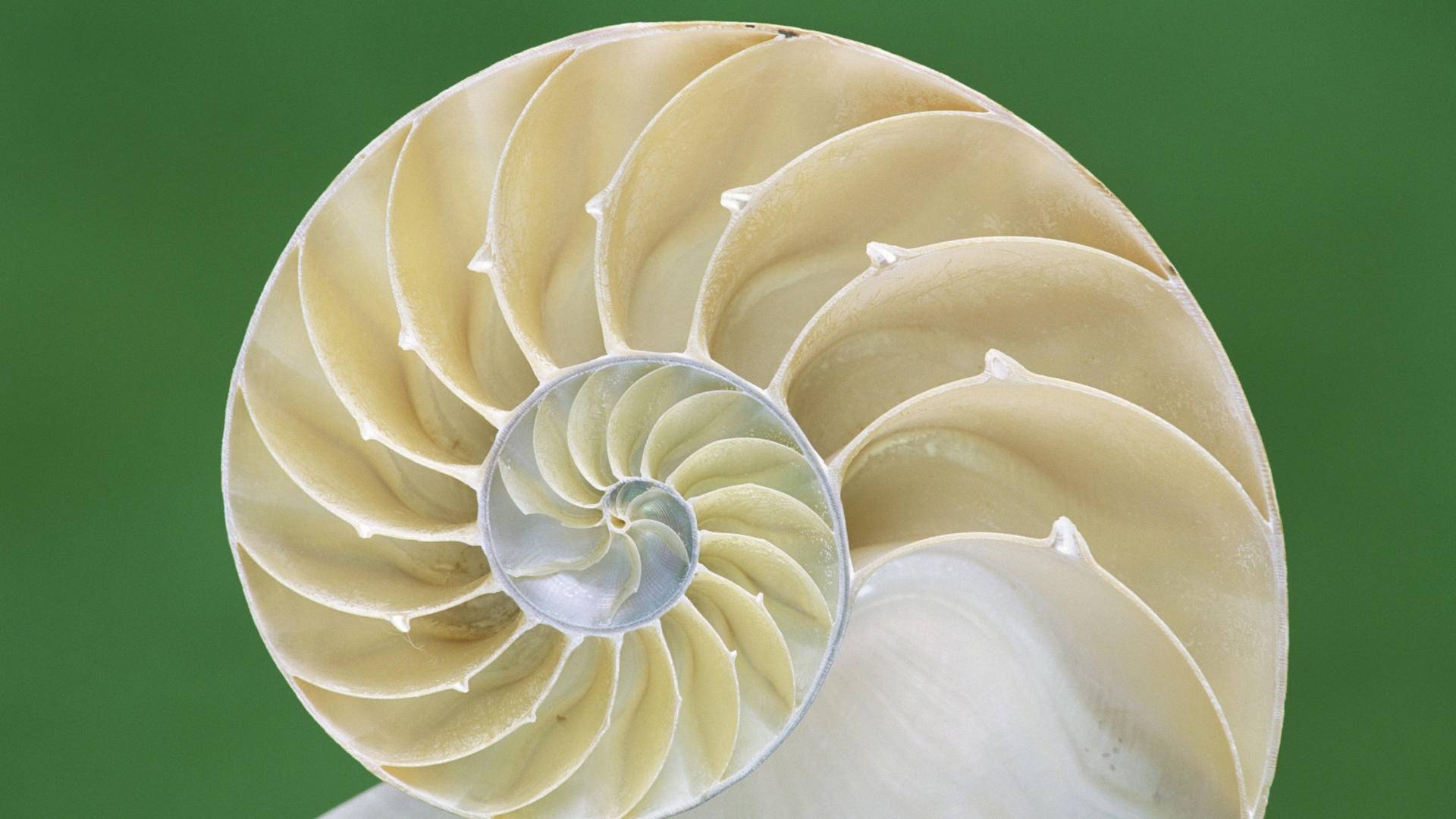 1920x1080 Shell Nautilus 1920×1080 Wallpaper 1631920, Desktop