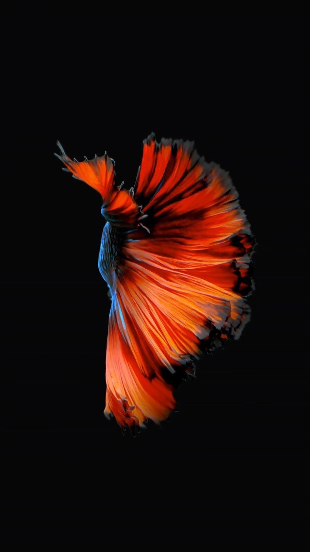 990x1760 How to Get Apple's Live Fish Wallpaper Back on Your iPhone « iOS, Phone