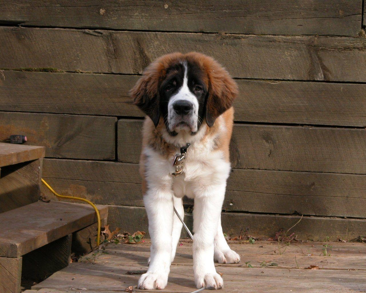 1280x1030 St Bernard, Desktop