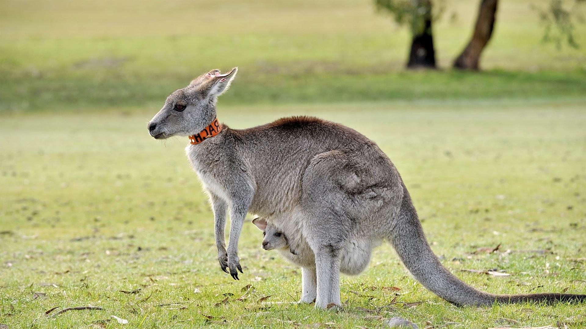 1920x1080 Kangaroo Wallpaper, Desktop