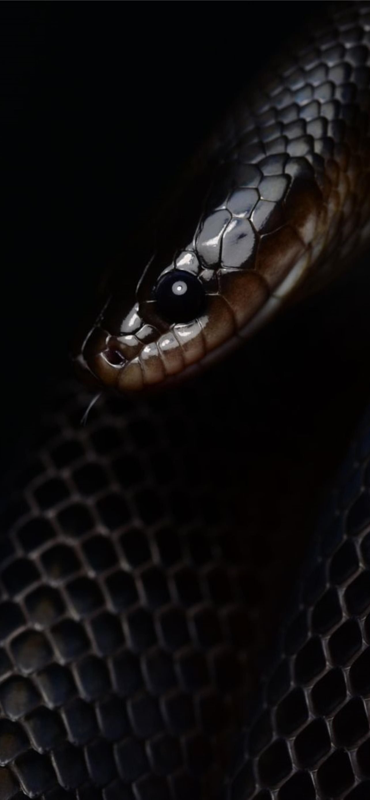 1290x2780 Best Snake iPhone HD Wallpaper, Phone