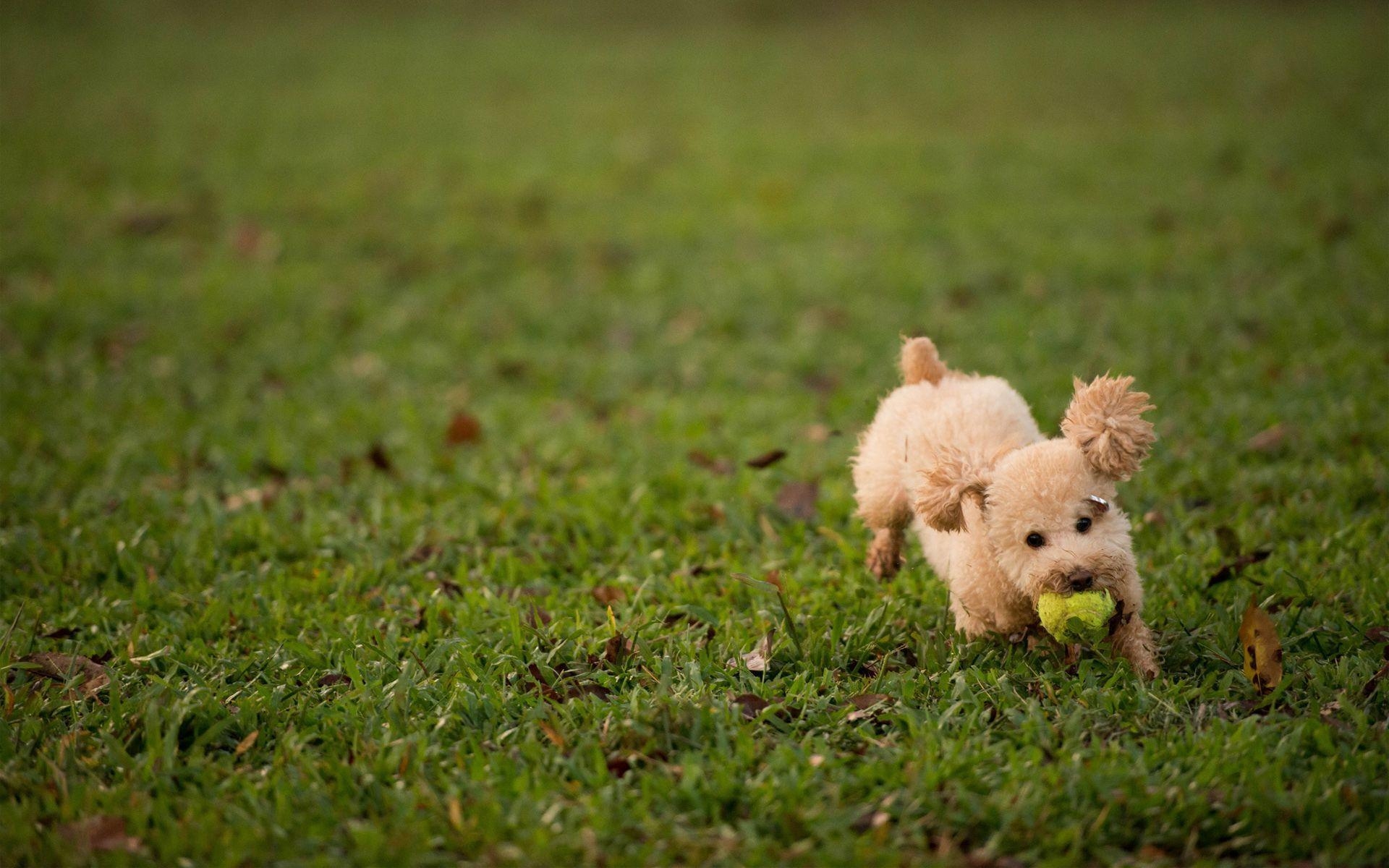 1920x1200 Poodle, Desktop