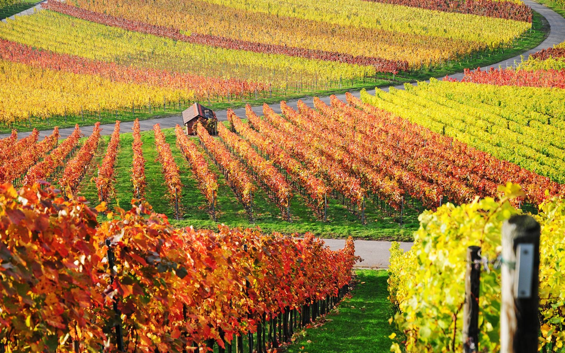 1920x1200 Vineyard Computer Wallpaper, Desktop Background  Id: 155124, Desktop