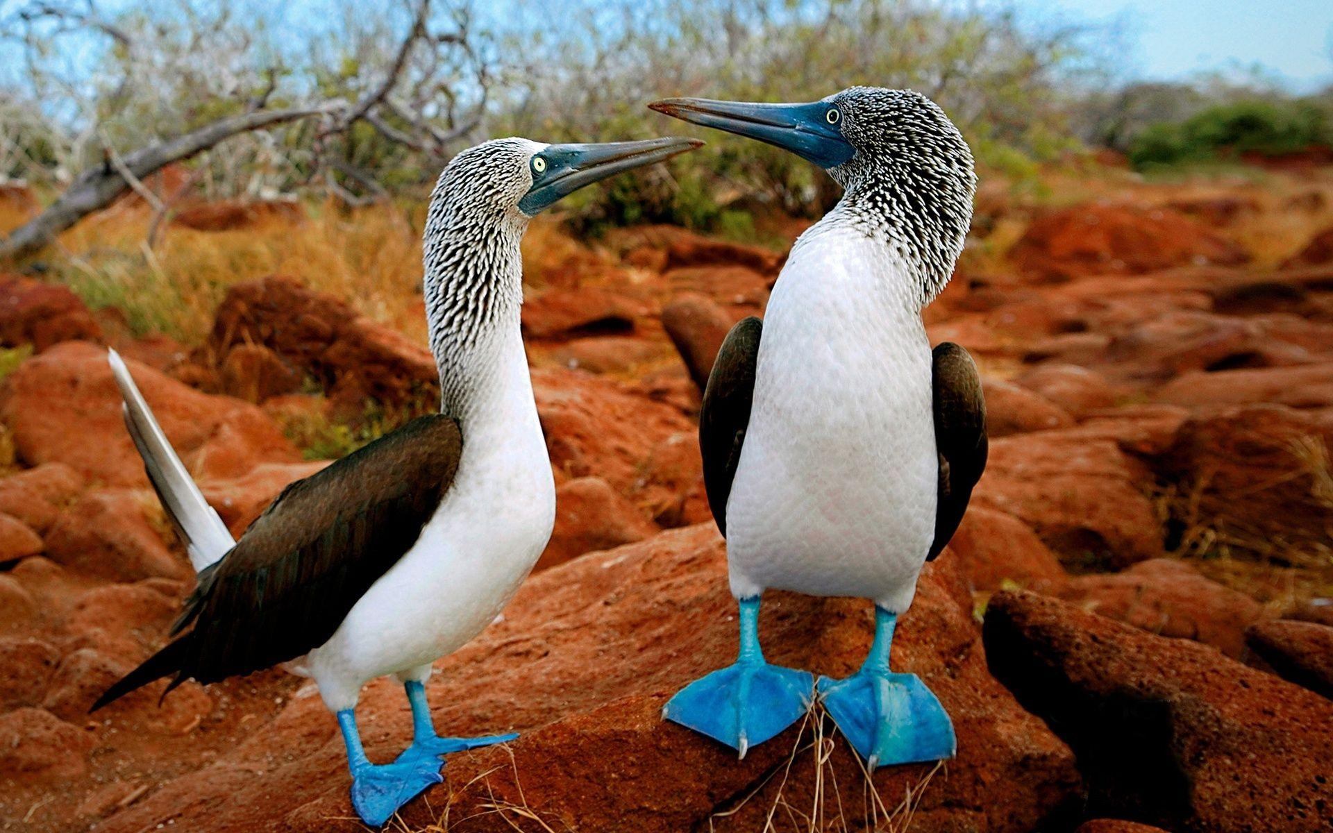 1920x1200 The Galapagos Islands: A Natural Selection for Divers, Desktop