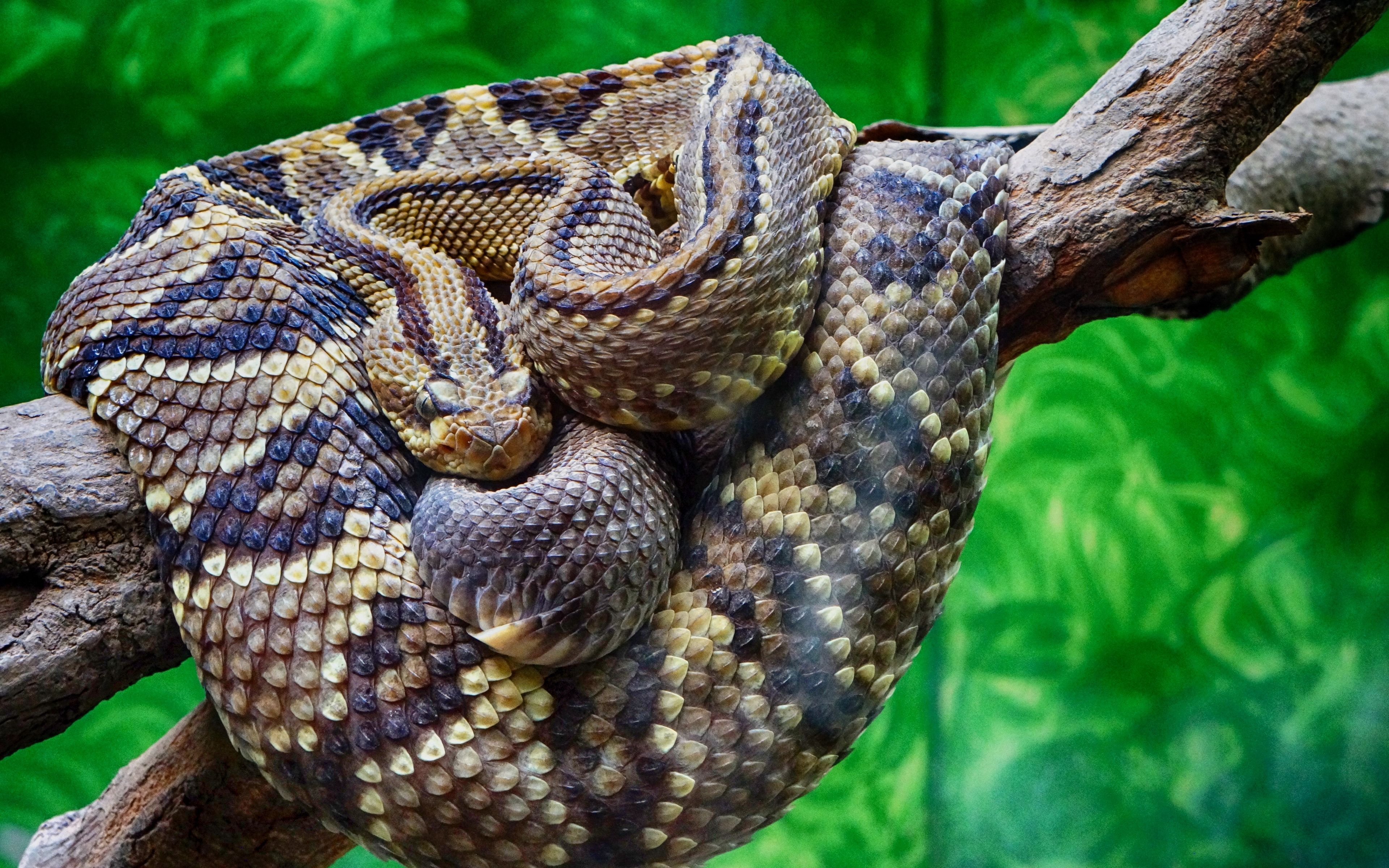 3840x2400 Download wallpaper  rattlesnake, snake, scales 4k ultra HD 16:10 HD background, Desktop