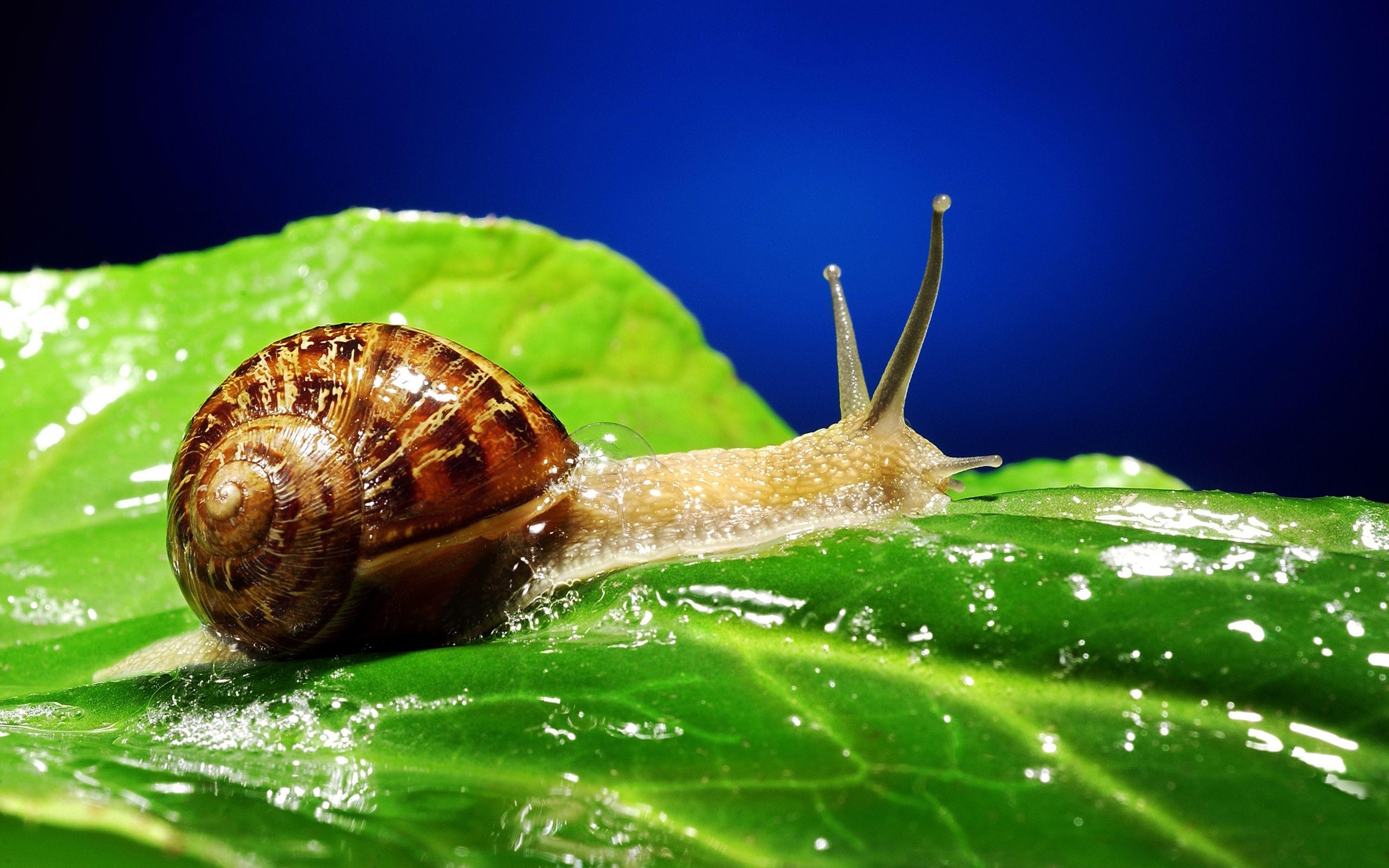 2880x1800 Snail Full HD Wallpaper and Background Imagex1800, Desktop