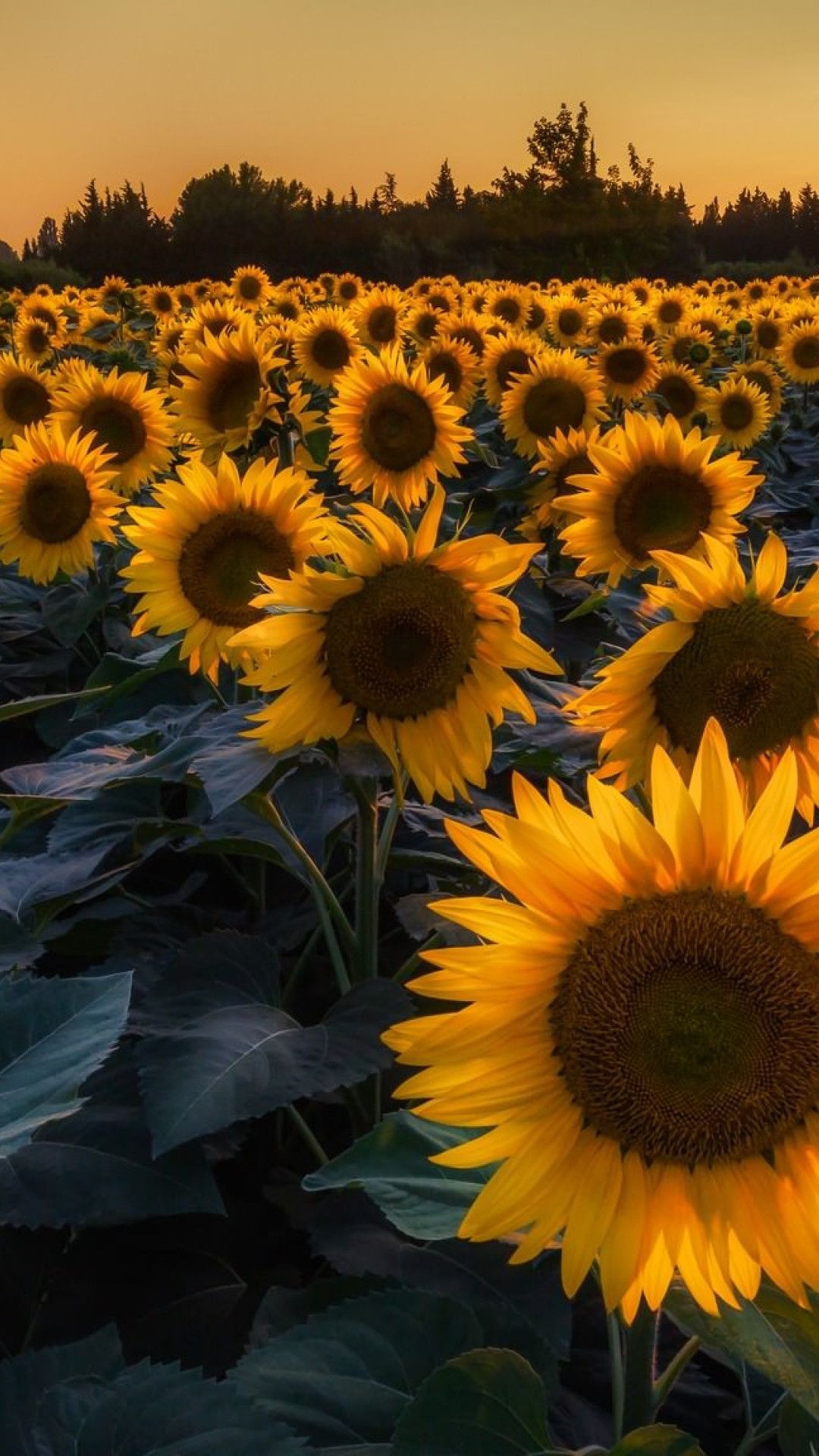 1080x1920 Hd Sunflower Wallpaper, Phone