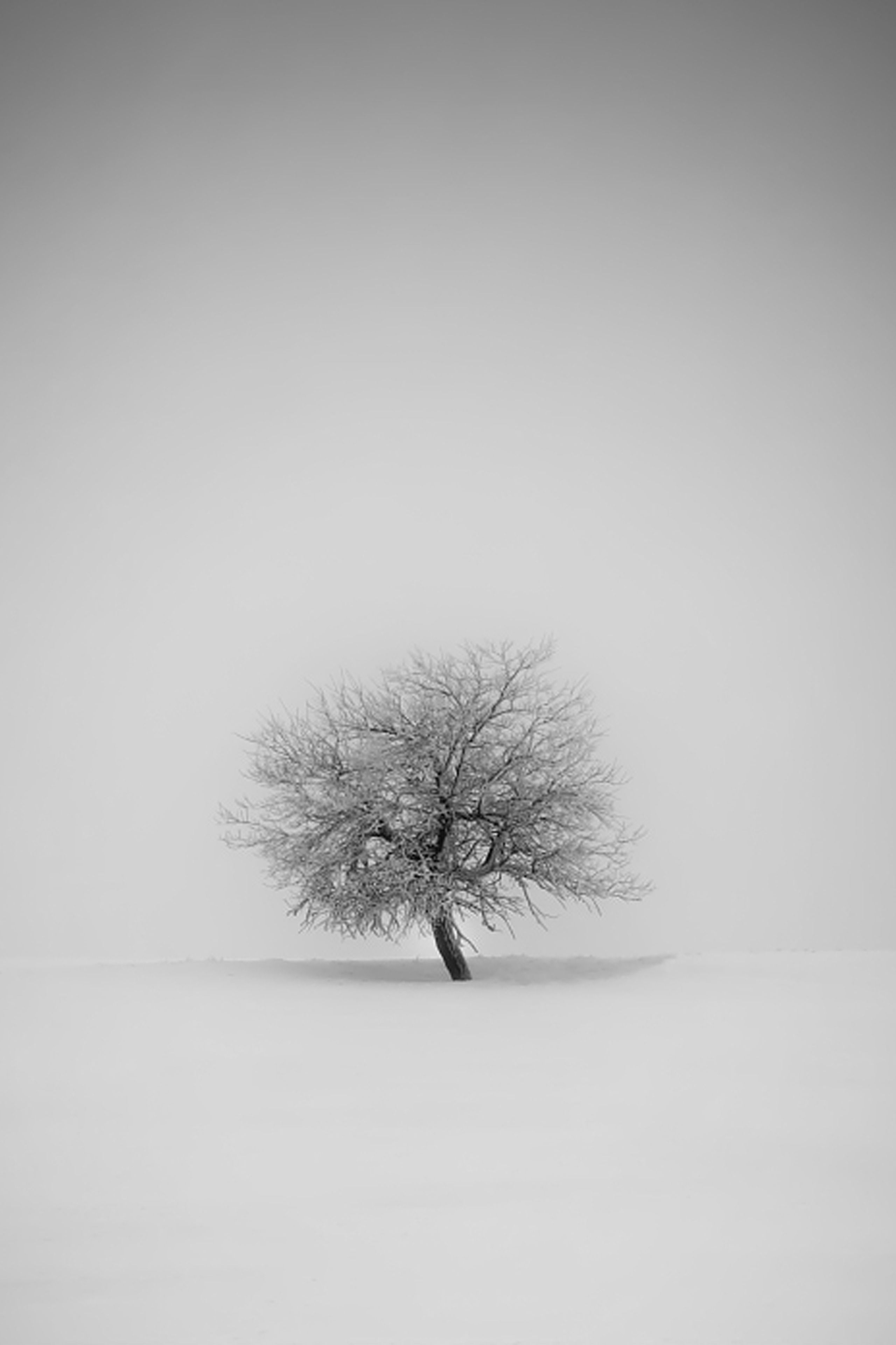 2560x3840 White Minimalist iPhone Wallpaper Free White Minimalist iPhone Background - Winter trees, Mobile wallpaper, iPhone wallpaper, Phone