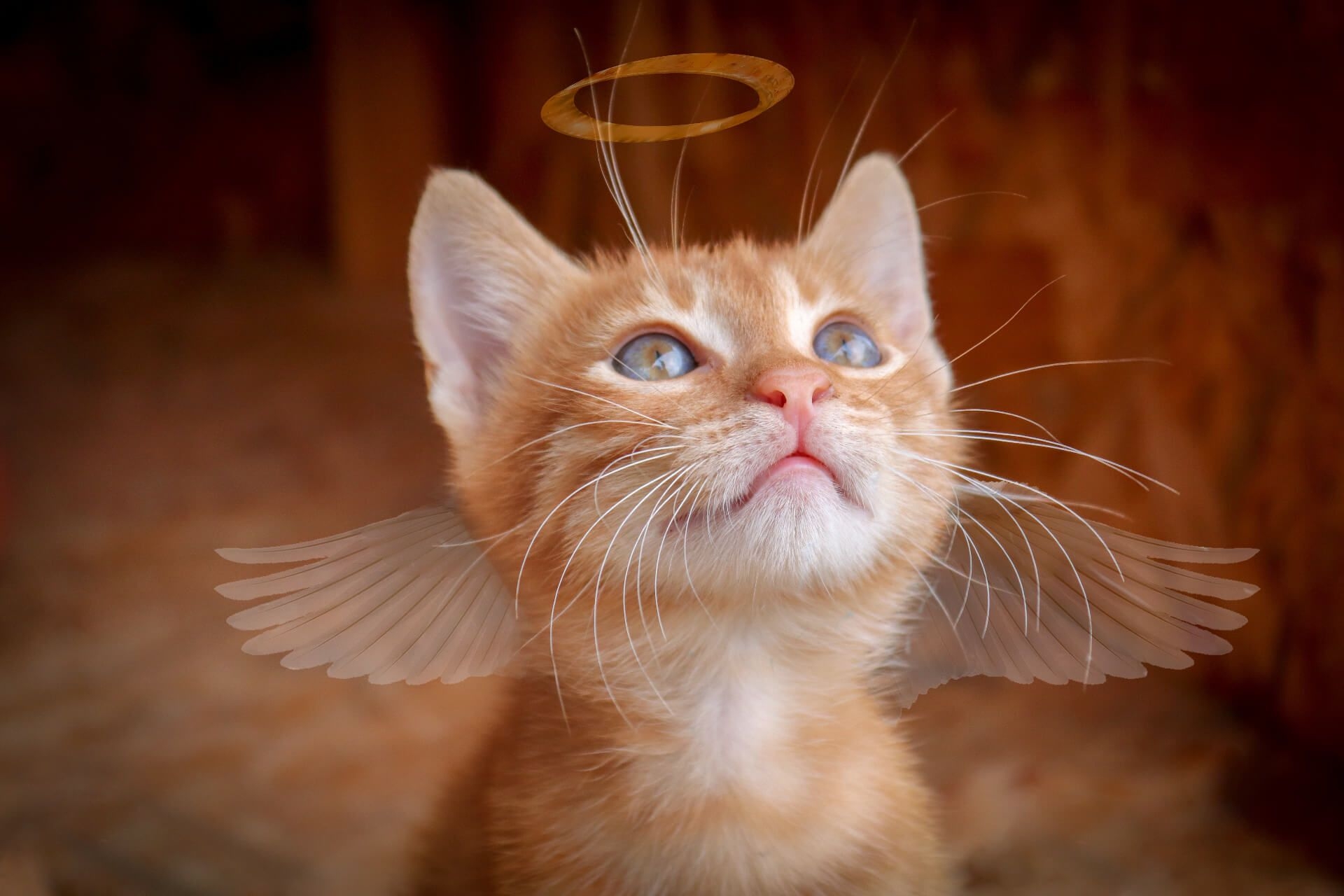 1920x1280 Angel cat wallpaper, Desktop