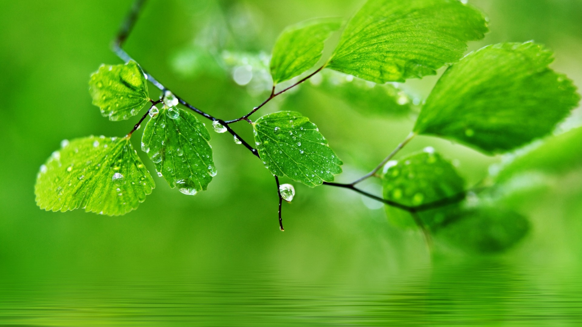 1920x1080 Green nature leaves, water drops, water drops, eye protection HD desktop wallpaper, Desktop