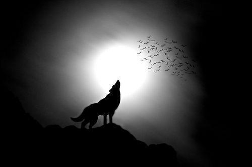 500x340 Wolf Silhouette Howling At Moon Image & Picture, Desktop