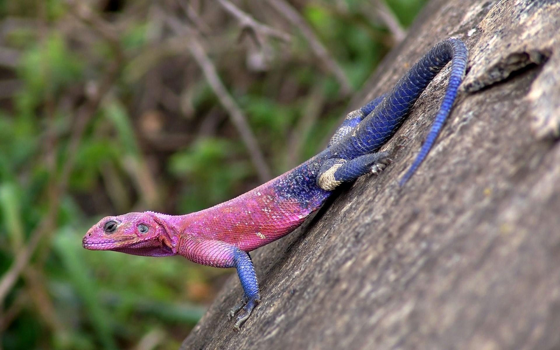 1920x1200 agama for desktops. Animal. Tokkoro.com, Desktop