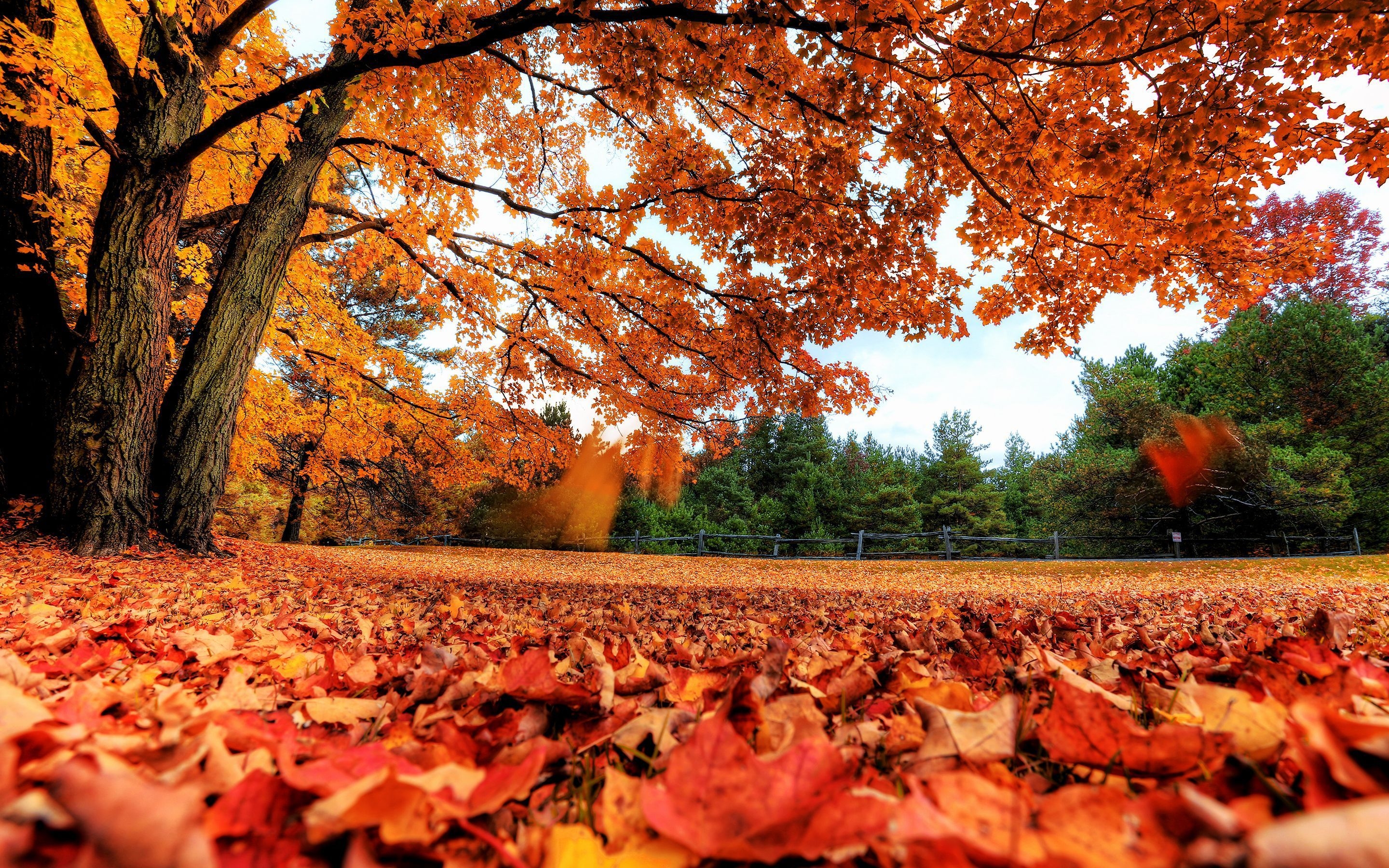 2880x1800 Fall Laptop Wallpaper Free Fall Laptop Background, Desktop