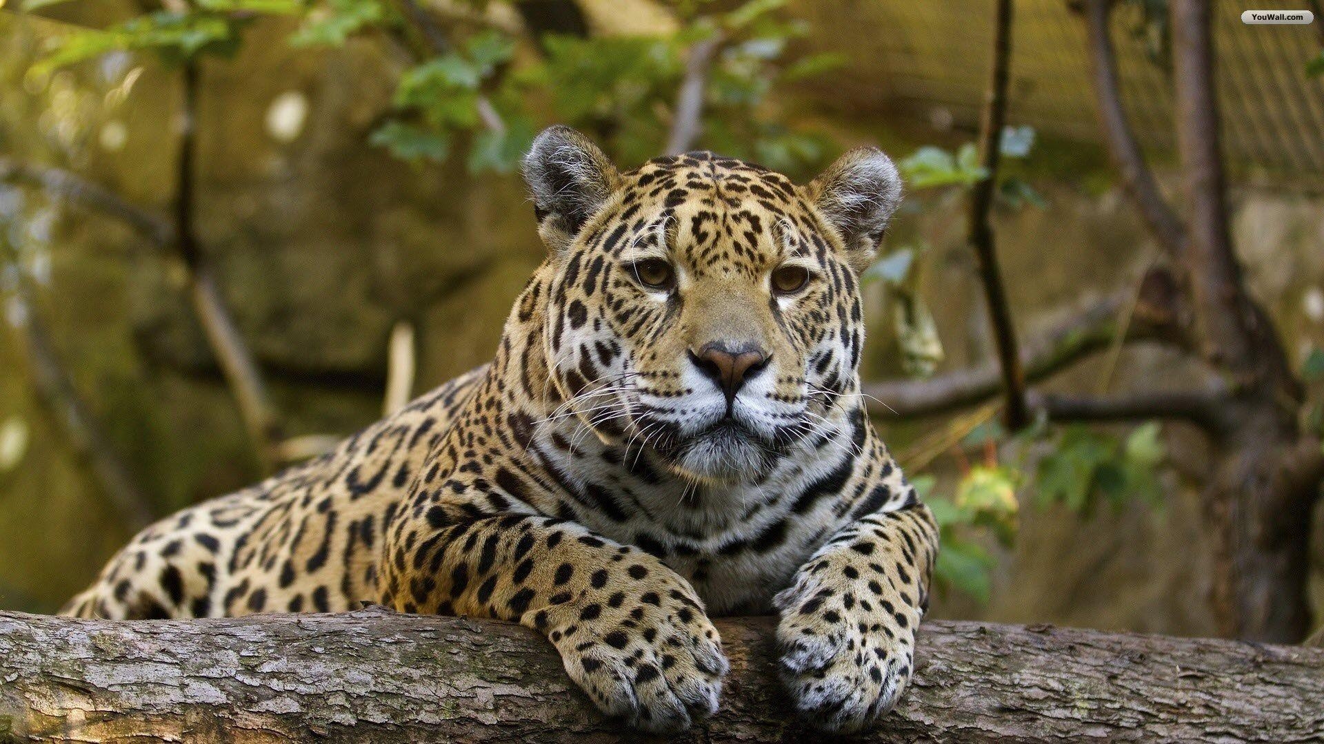 1920x1080 YouWall Jaguar Wallpaper, wallpaper, free, Desktop