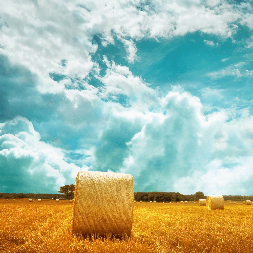 1030x1030 Farmers Field iPad Wallpaper, Phone