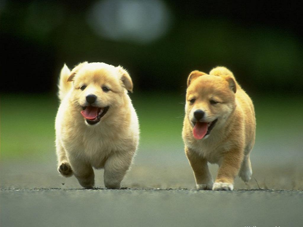 1030x770 Chow Chow Wallpaper Download Free, Desktop