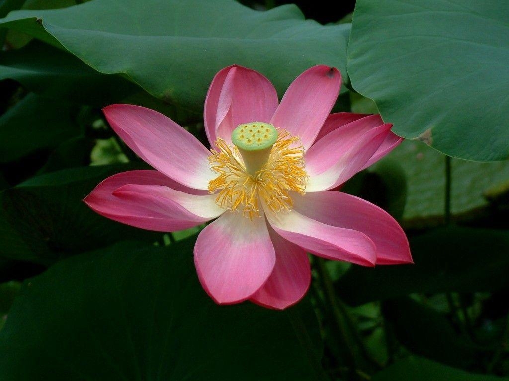 1030x770 Lotus Flowers Wallpaper 5673 HD Wallpaper. topwallpics, Desktop