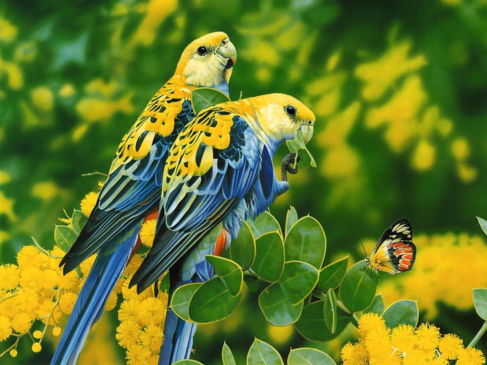 1600x1200 Love Birds Wallpaper, Desktop