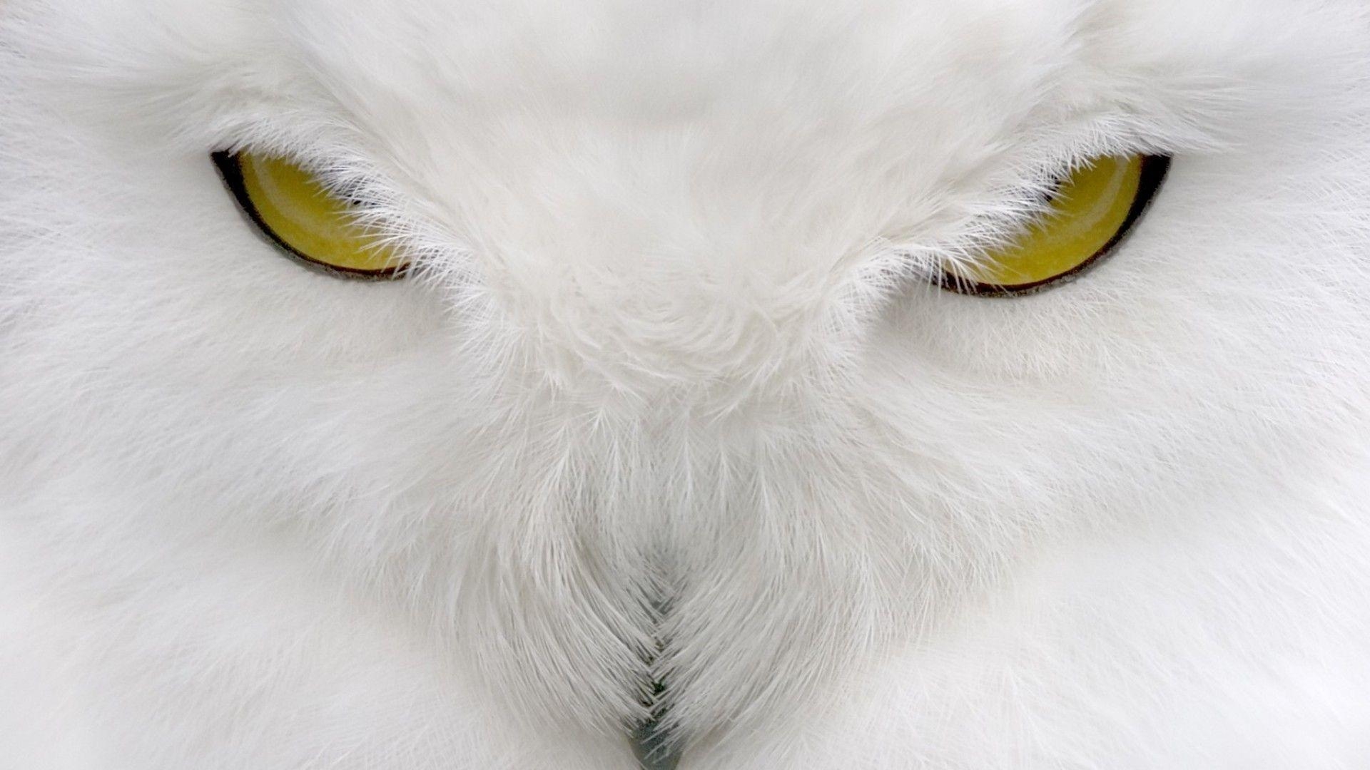 1920x1080 White Owl, Desktop