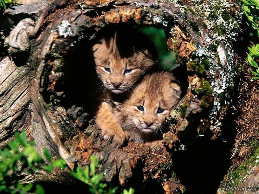 1030x770 Bobcat Wallpaper Animal Spot, Desktop