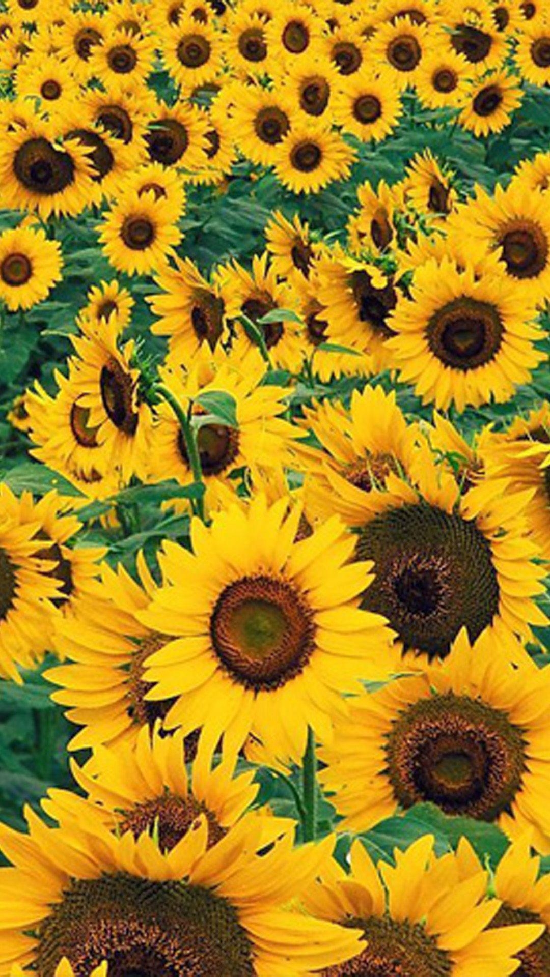 1080x1920 Sunflower iPhone Wallpaper Free Sunflower iPhone Background, Phone