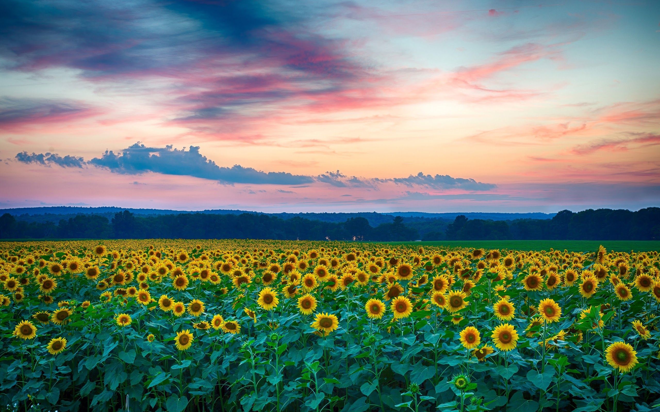 2560x1600 Sunflowers Flower Field Nature Landscape Sky Nature Scenery4K Wallpaper, Desktop