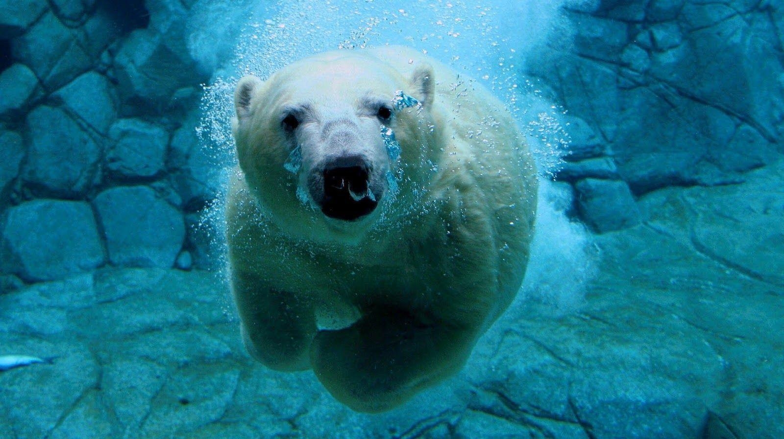 1600x900 Animals For > Cute Polar Bears Wallpaper, Desktop