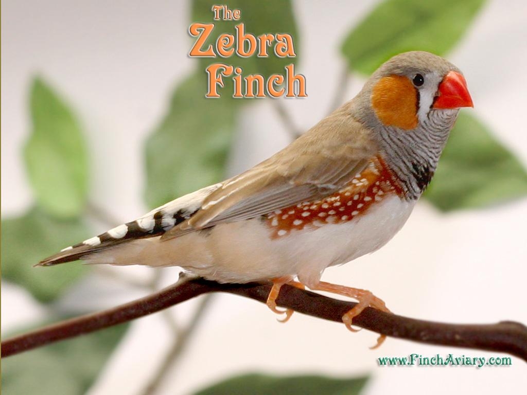 1030x770 Finch Aviary, Desktop