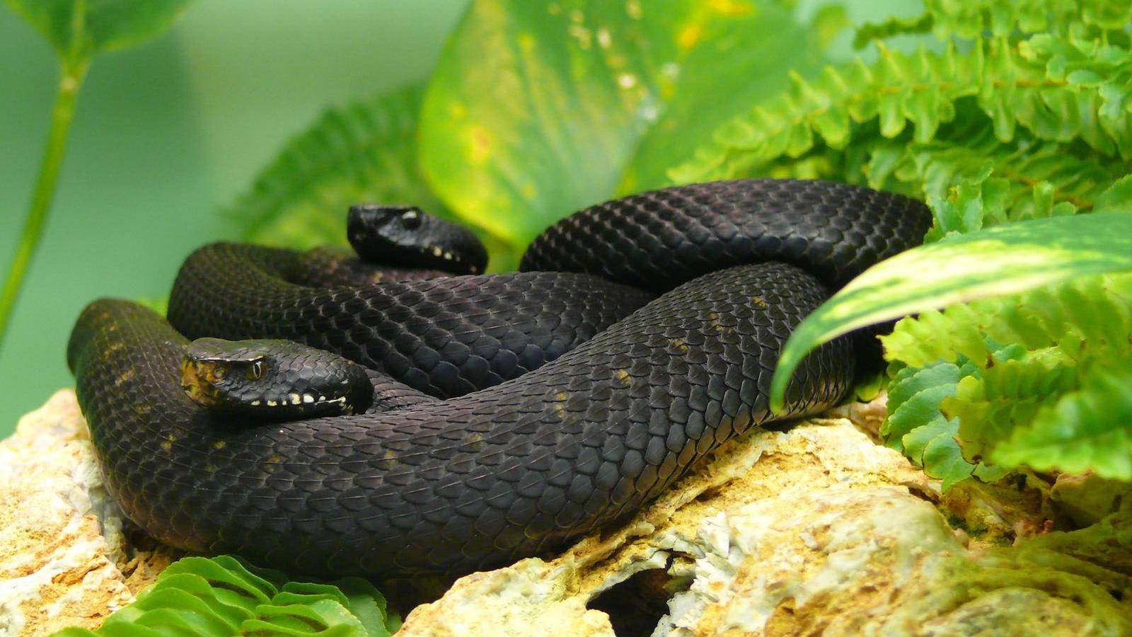 1600x900 Black Mamba Snake Wallpaper. Black Mamba Snake Wallpaper HD, Desktop