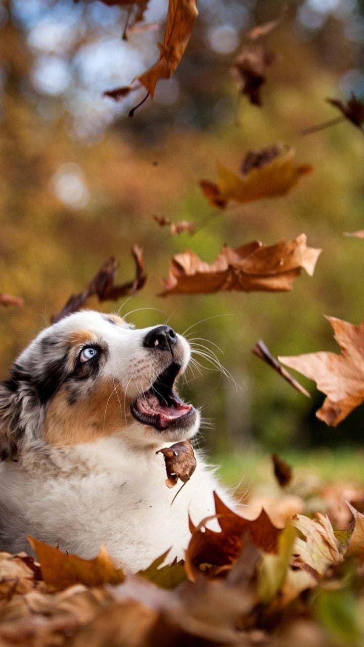 720x1280 dogs, autumn. Dog background, Nature desktop wallpaper, Puppy, Phone