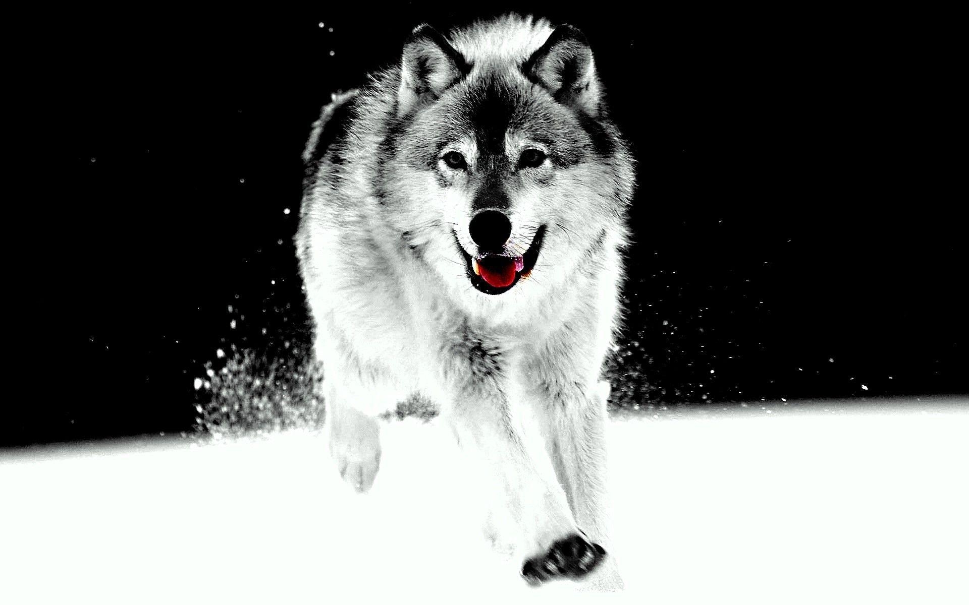 1920x1200 Wolf HD wallpaper beautiful dog like animal, Desktop