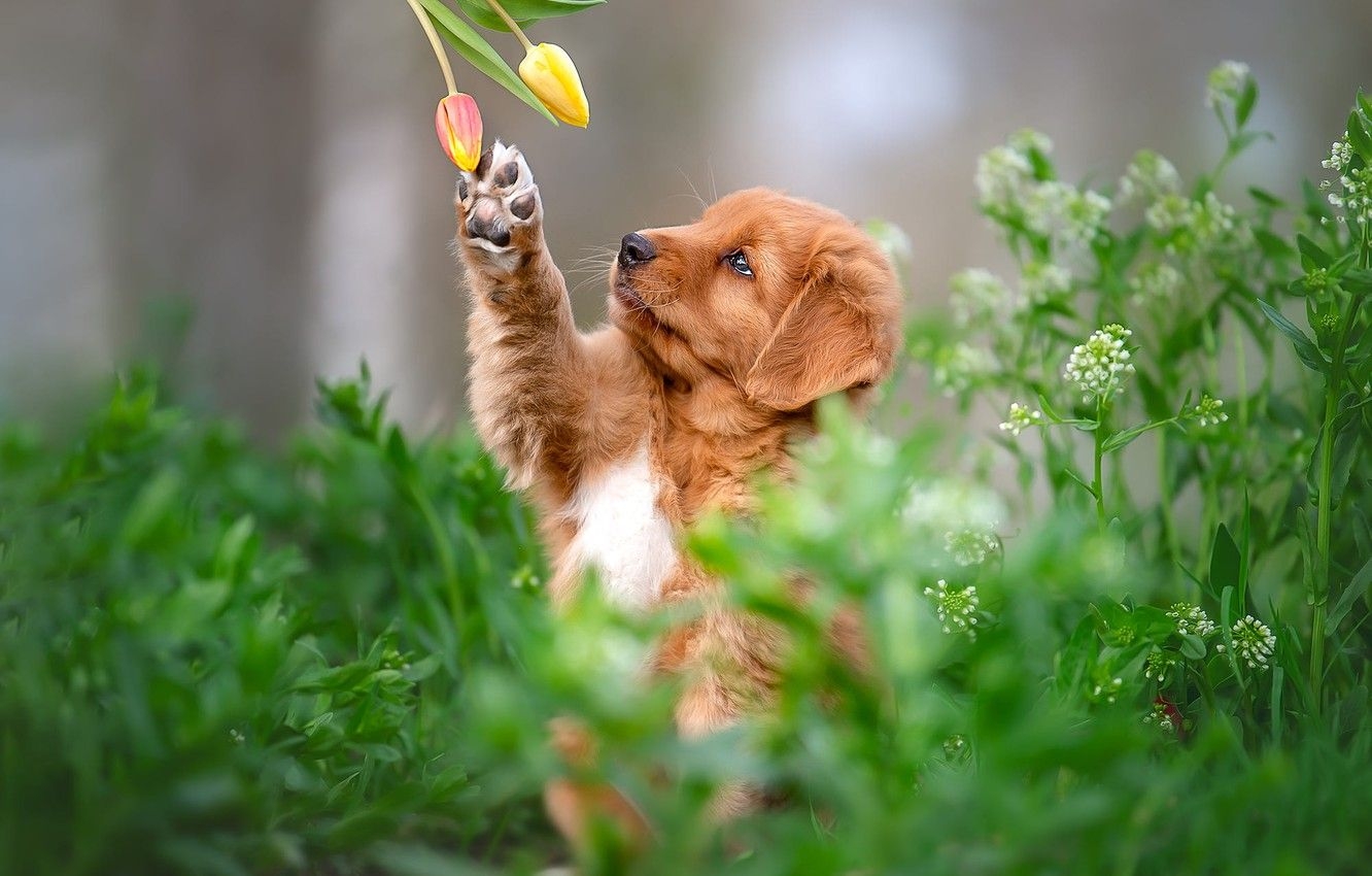 1340x850 Wallpaper grass, look, flowers, pose, paw, dog, spring, baby, red, Desktop