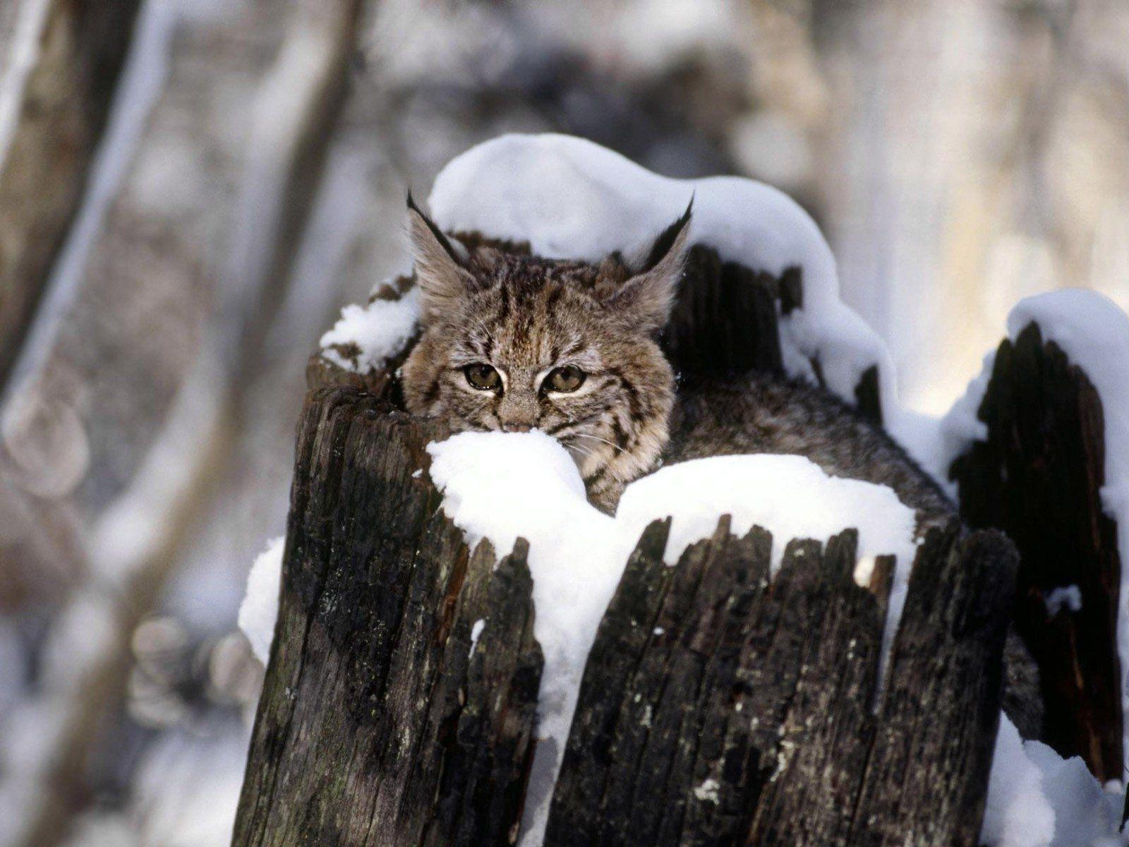 1600x1200 Bobcat HD Wallpaper and Background Image, Desktop