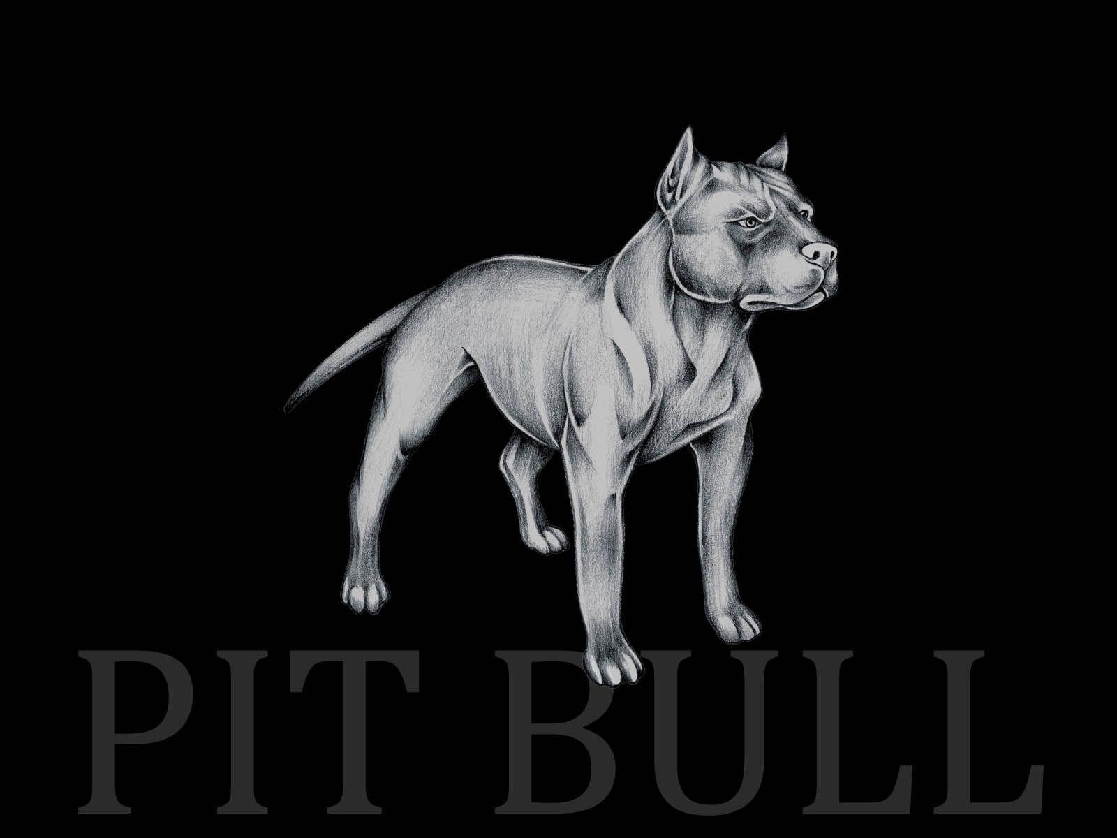 1600x1200 Pit bull wallpaper wallpaper, Desktop