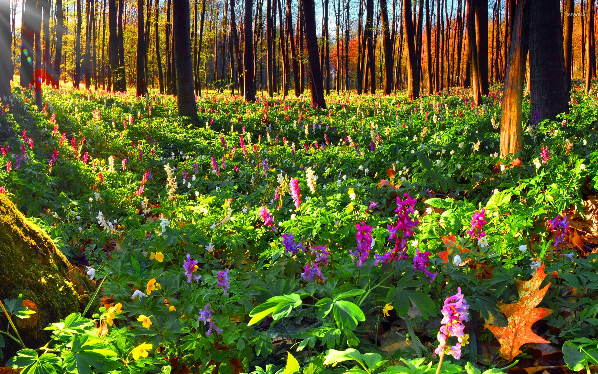 1920x1200 Forest Wildflowers wallpaper, Desktop