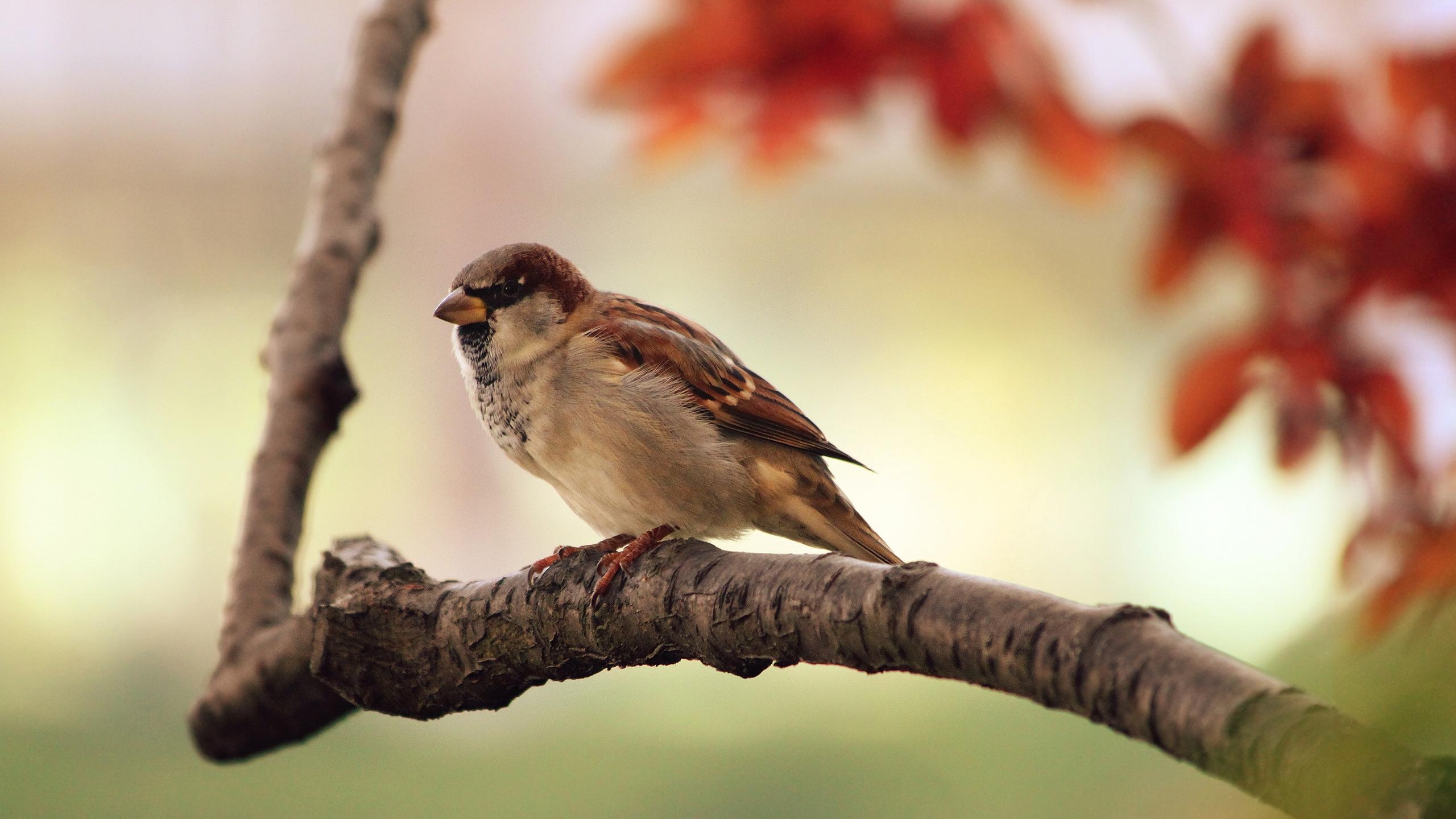 2560x1440 Close Up, Nature, Birds, Sparrow Wallpaper, Desktop