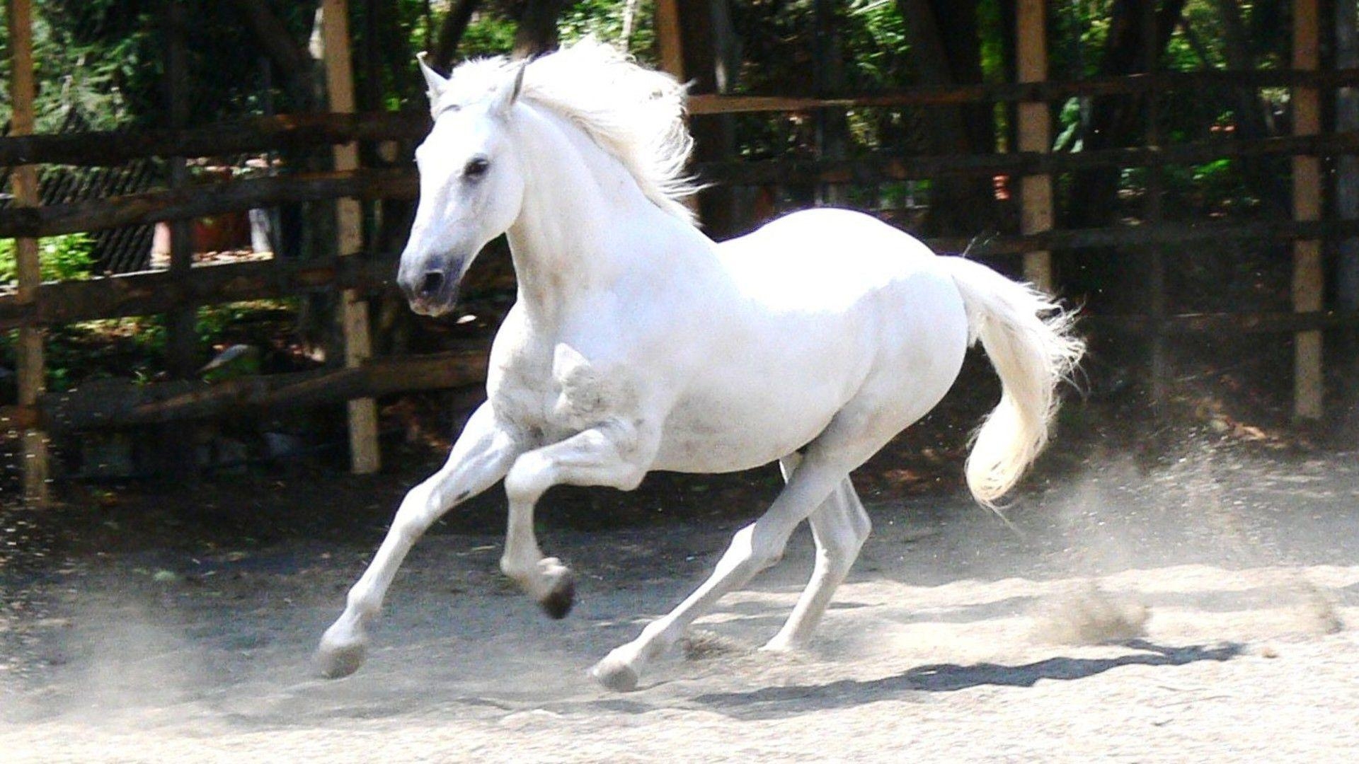 1920x1080 White Horse Wallpaper. White Horse Desktop Wallpaper. Cool, Desktop