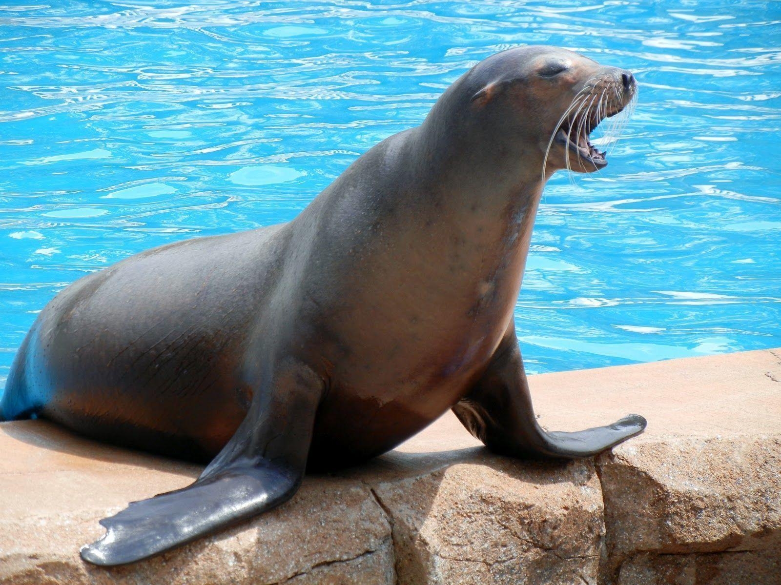 1600x1200 Sea Lion HD Wallpaper, Desktop