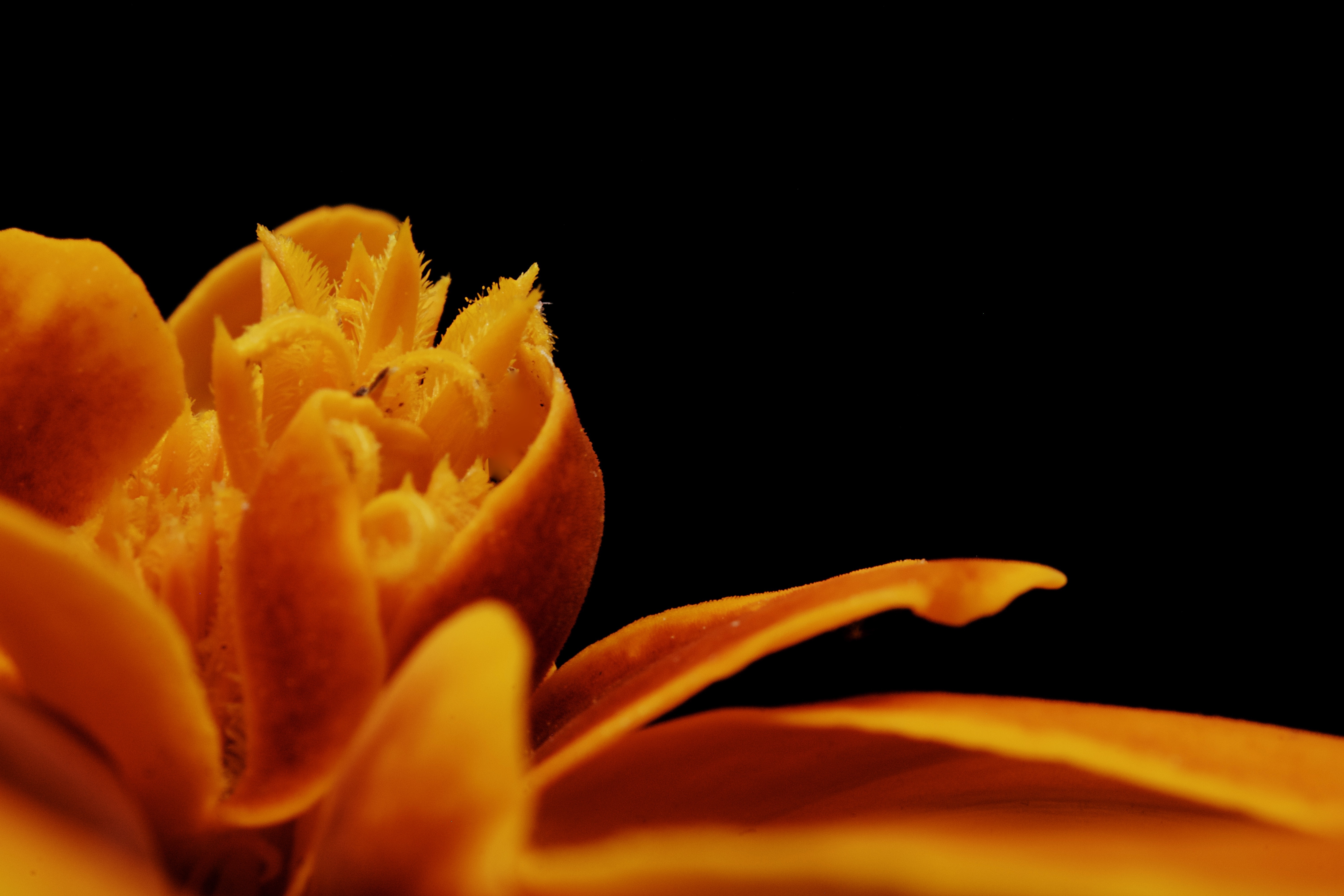 6000x4000 Orange Flower With Black Background · Free, Desktop