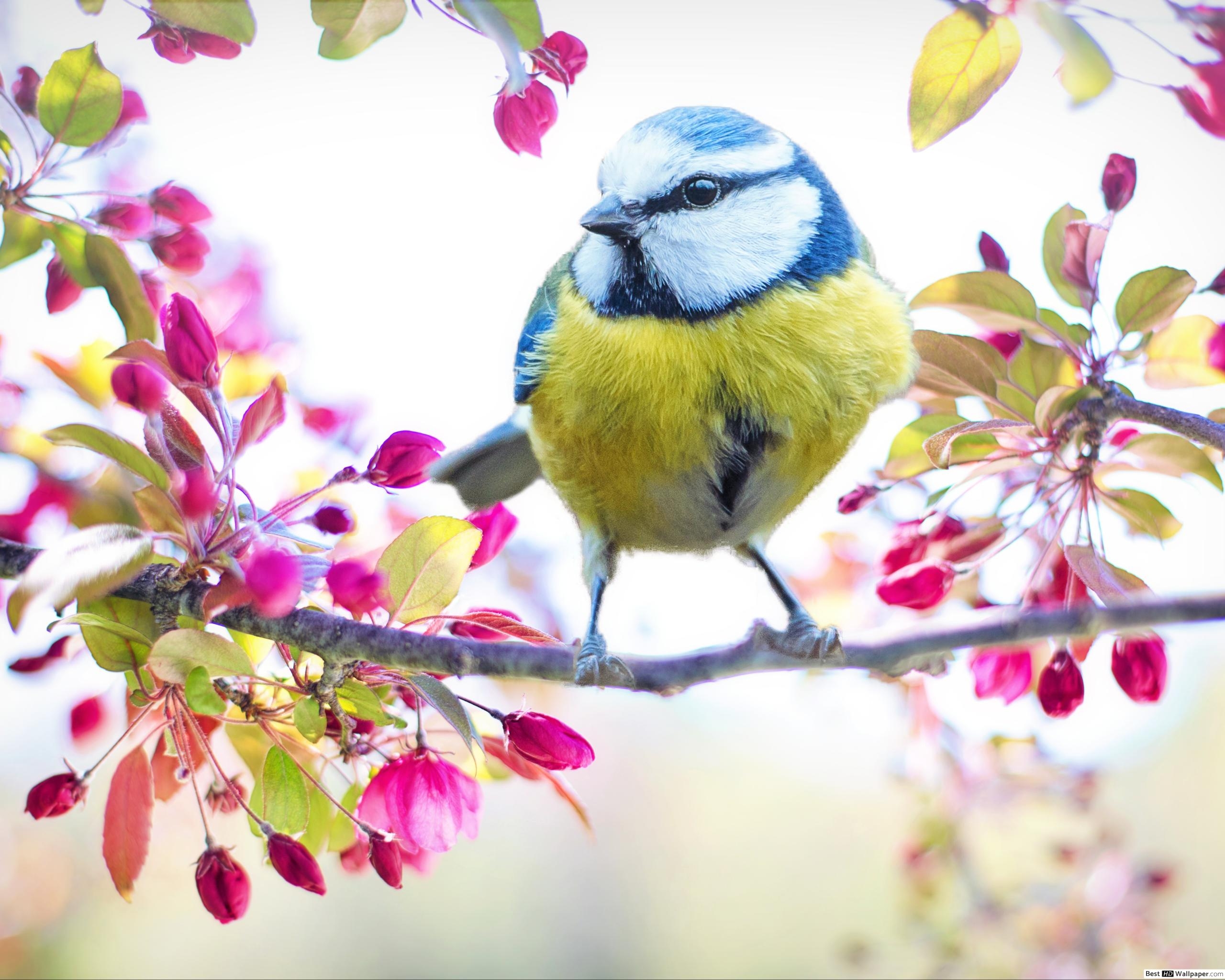 2560x2050 Blue Tit spring bird in a branch of pink blossoming flowers HD, Desktop