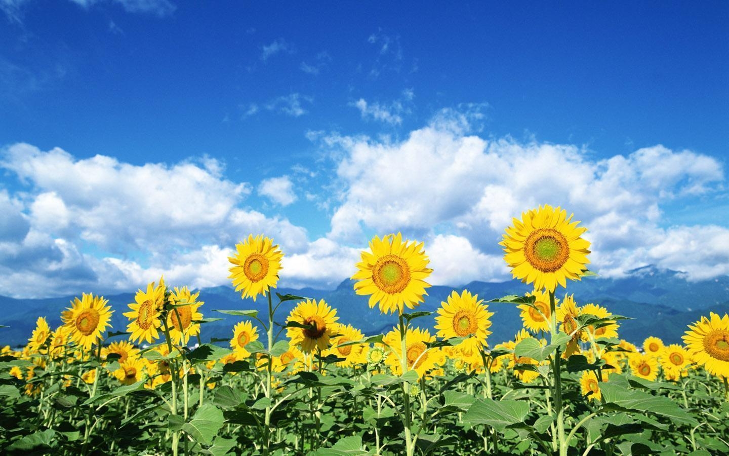 1440x900 Sunflower Wallpaper 16061  px HDWallSource, Desktop